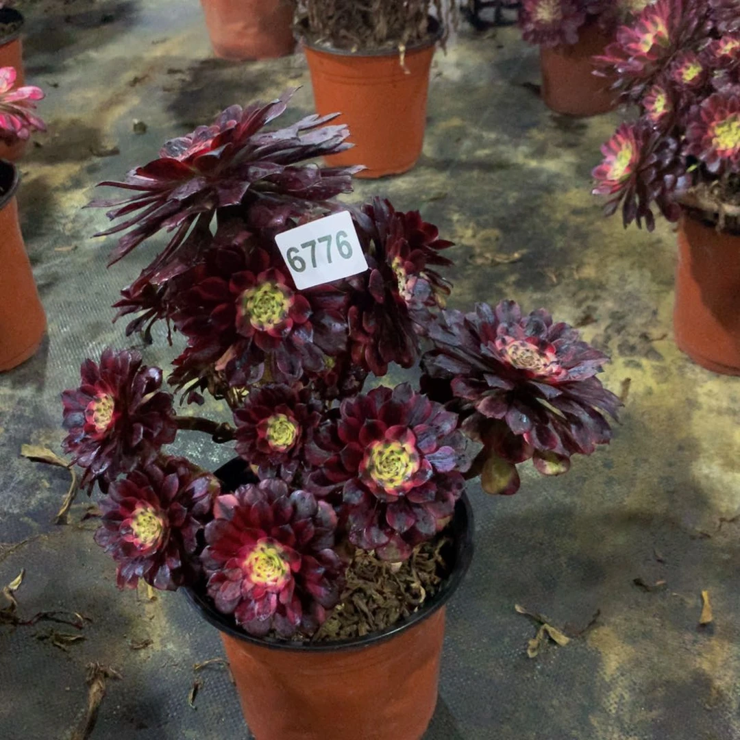 【闪购商品】人**茶美肌法师编号6776