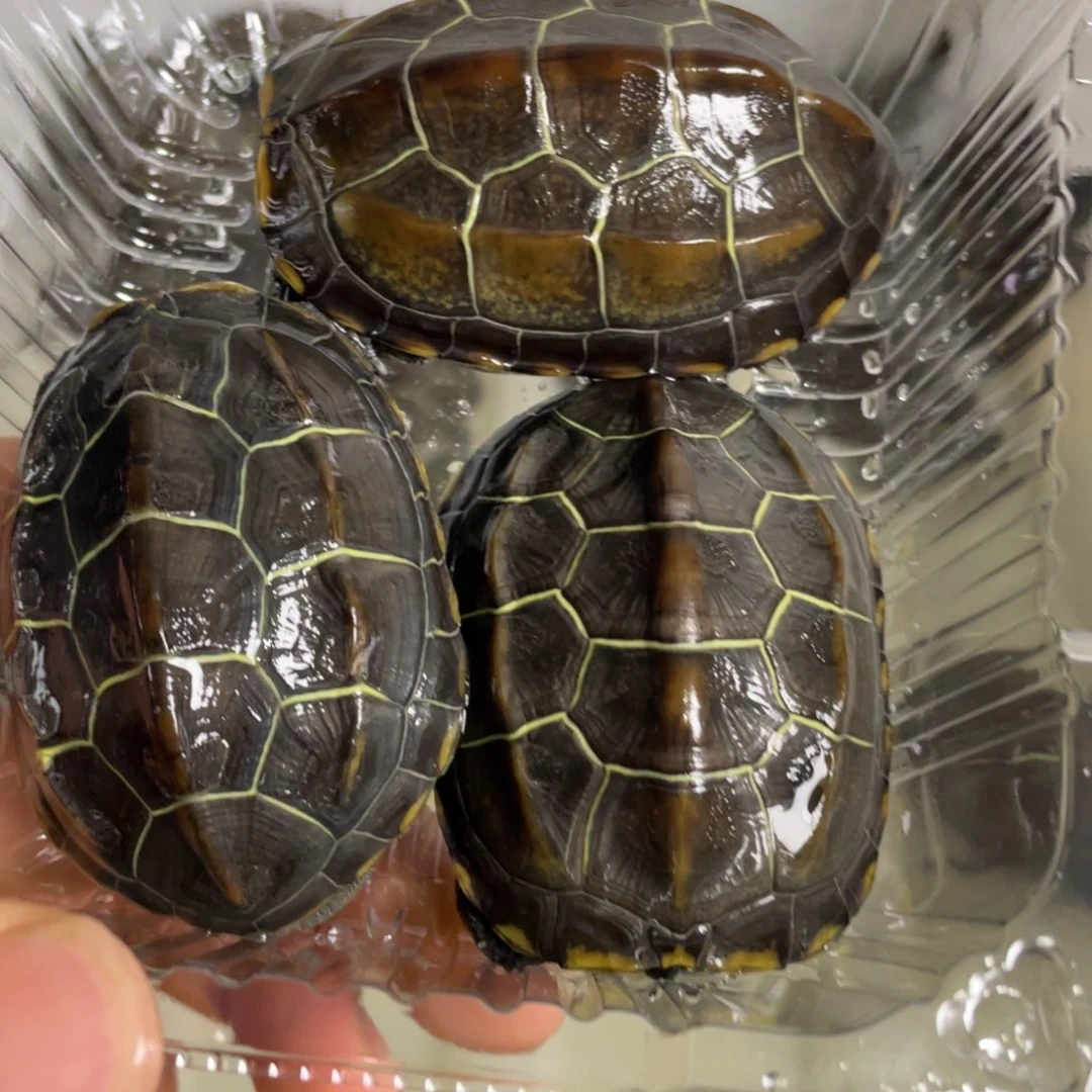 苏北金线冷水草龟