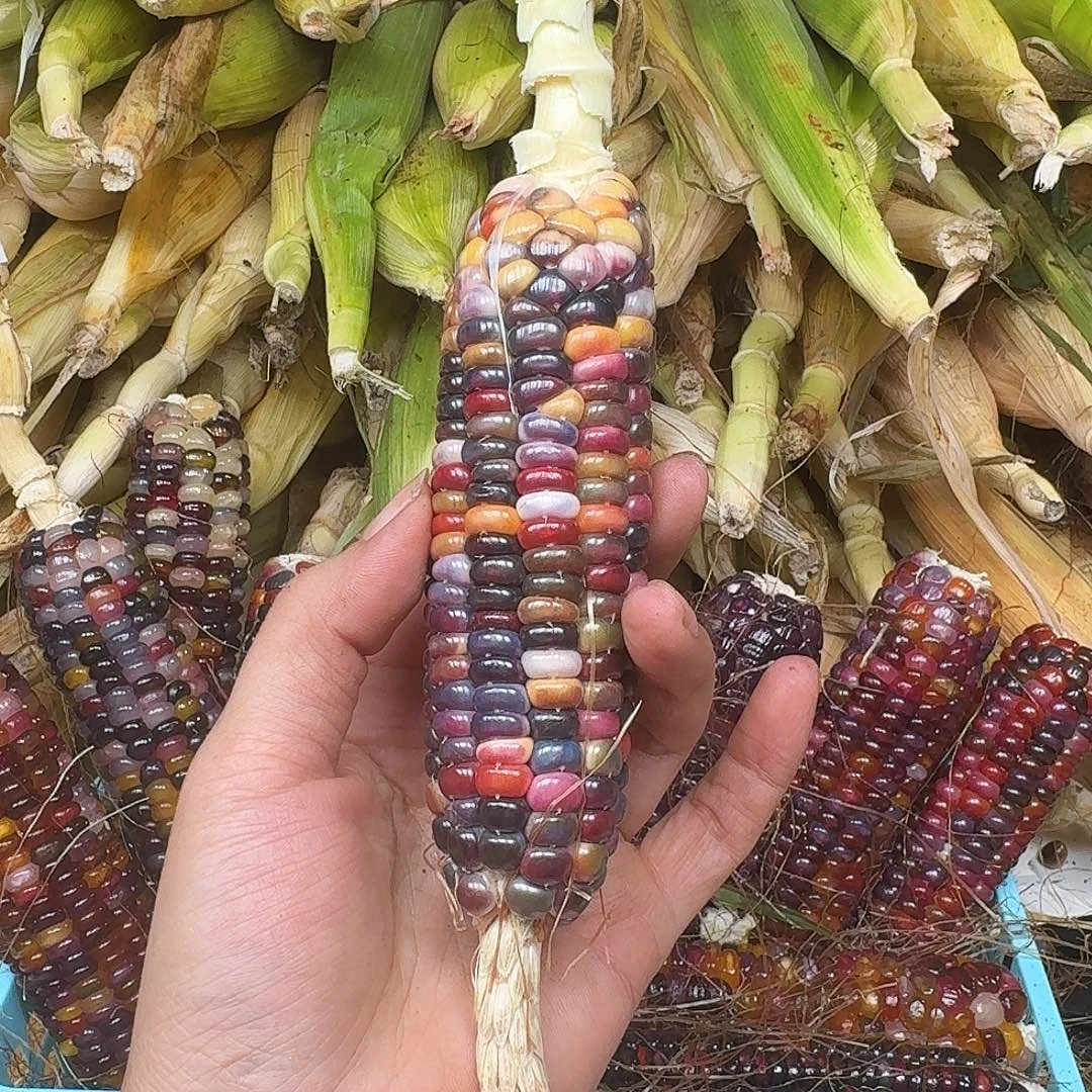 M***豆梦之城独家新品梦宝