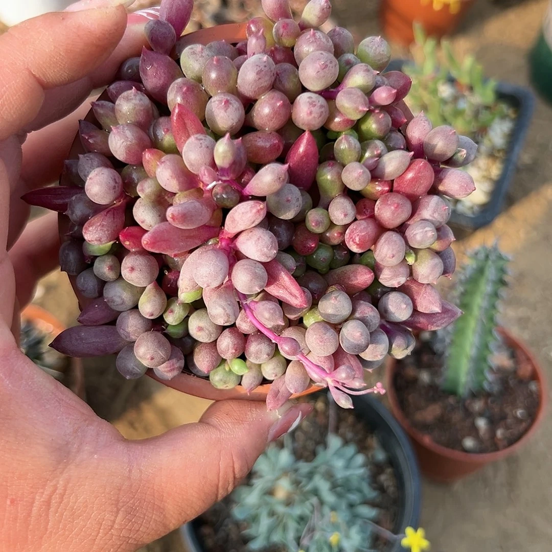 多肉植物紫葡萄带盆