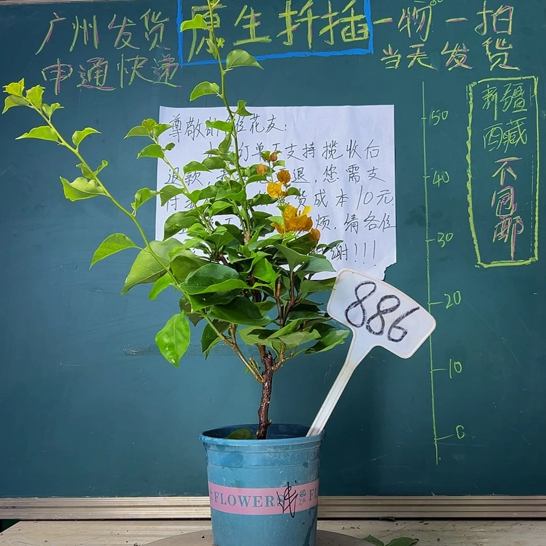 当前无花栽培后可以开花绿叶浅黄 886