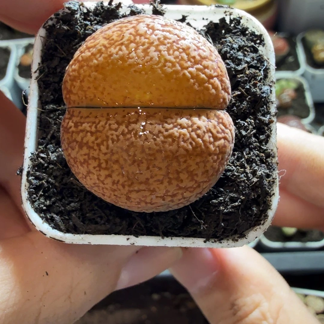 *****多肉植物和植物等植物153