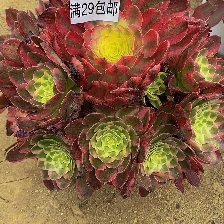 多肉海王优选688多肉