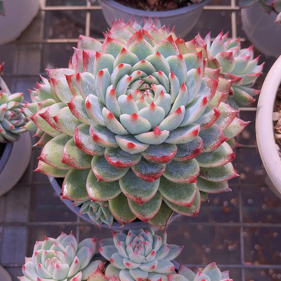 桃夭14公分98999999099