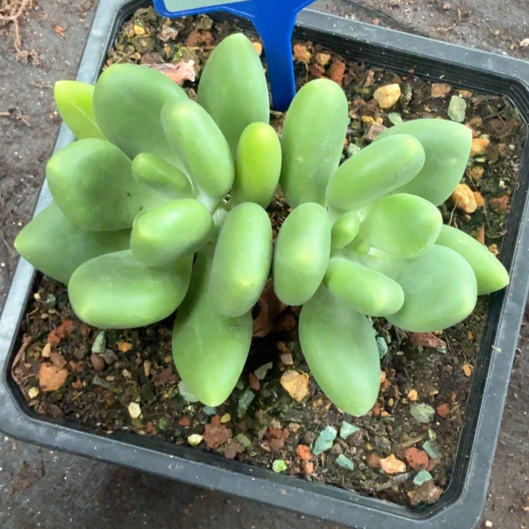 失***眠芒果奶多肉植物180