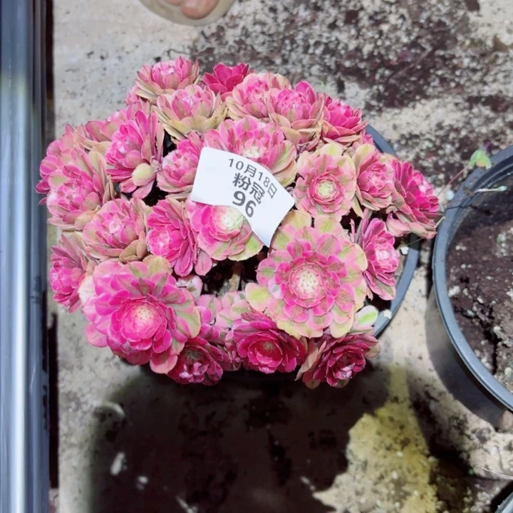 96 多肉植物法师锦