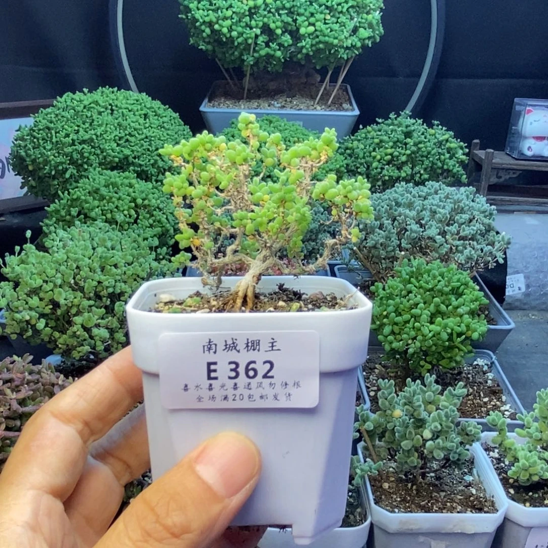 362小小米枝干番杏