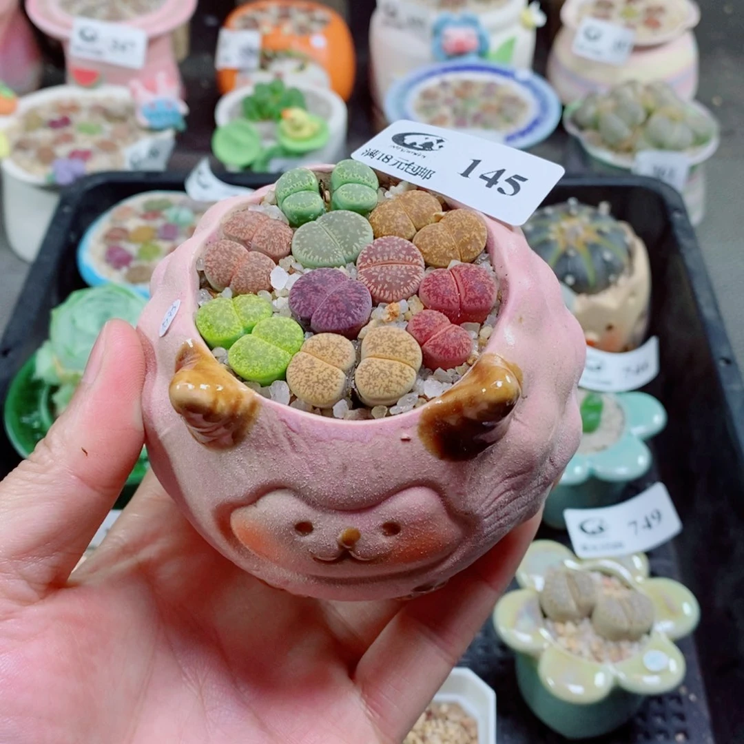 生石花花花花花花145