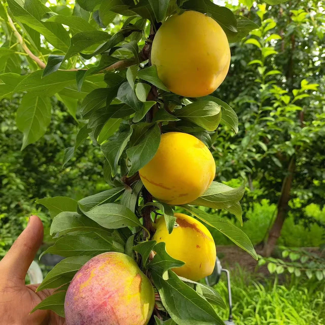 【绿菜地】河北新鲜采摘现发 黄油李子 当季新鲜水果李子