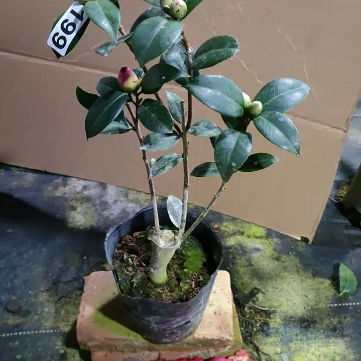 199迷茫，斑水屋，原盆原土发货