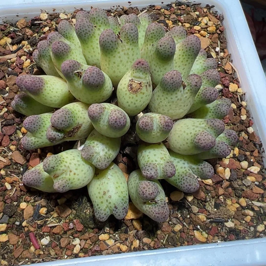 桥*草莓斑马，肉锥植物