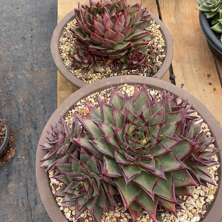 多肉植物福利组合2