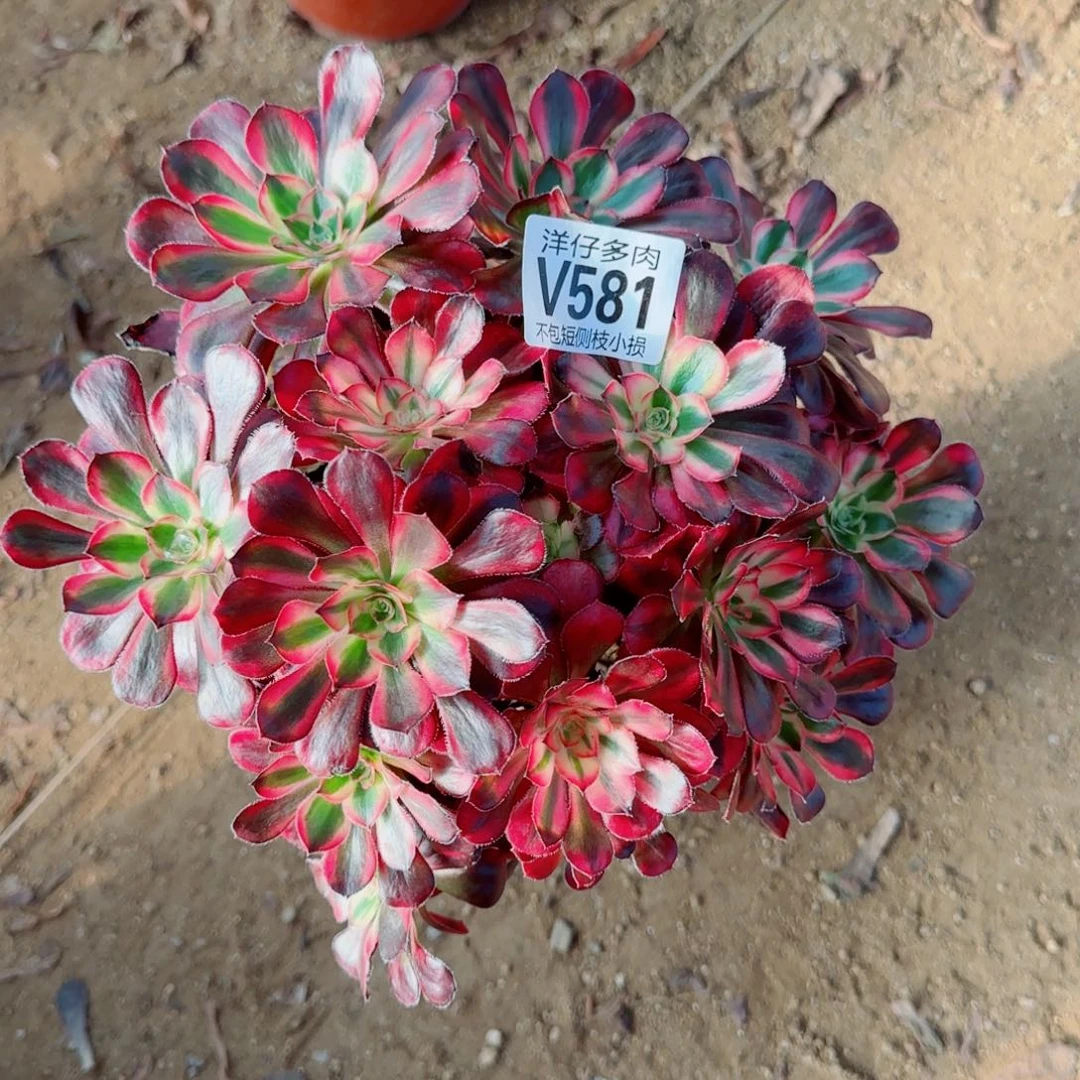 香耐尔发师581冠幅20