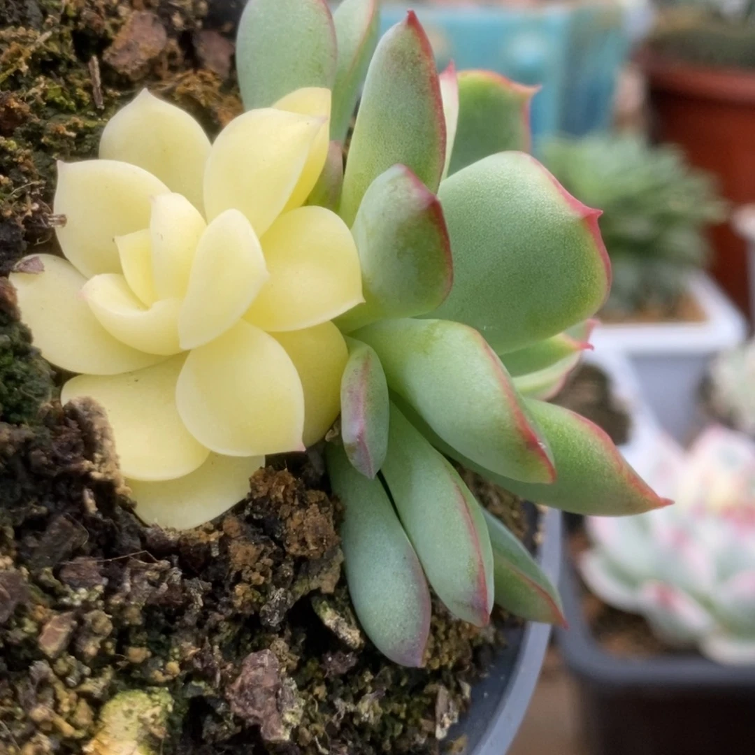 010曼陀罗锦锦锦锦锦锦