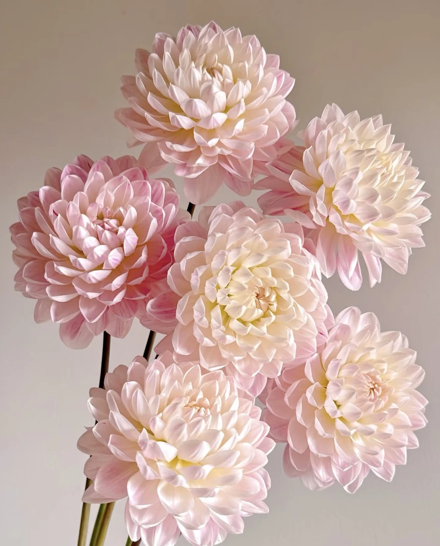 【凯尔盖安】大丽花种球 云南批发基地直发  一单也包邮