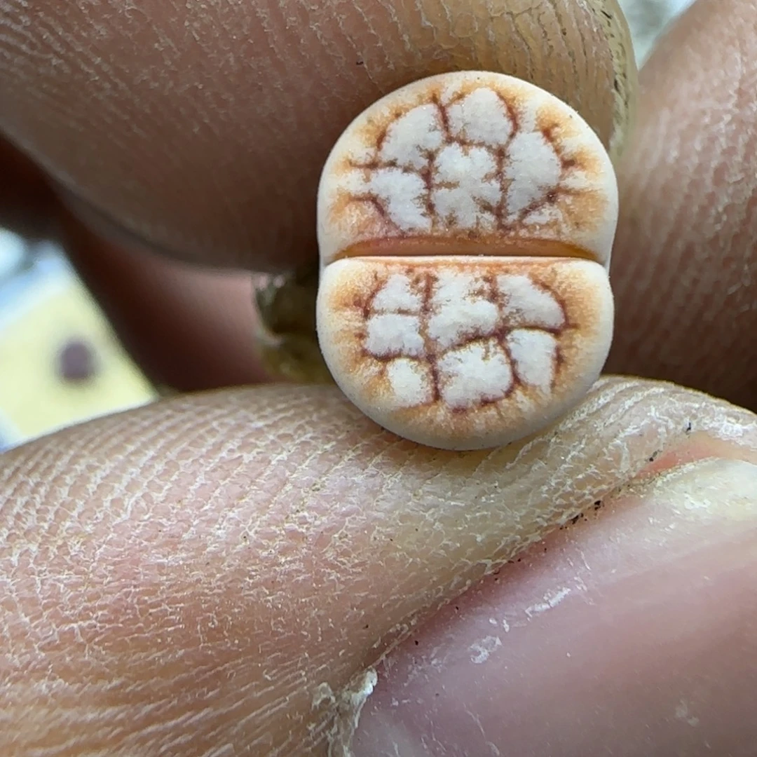 335 生石花大棚直播