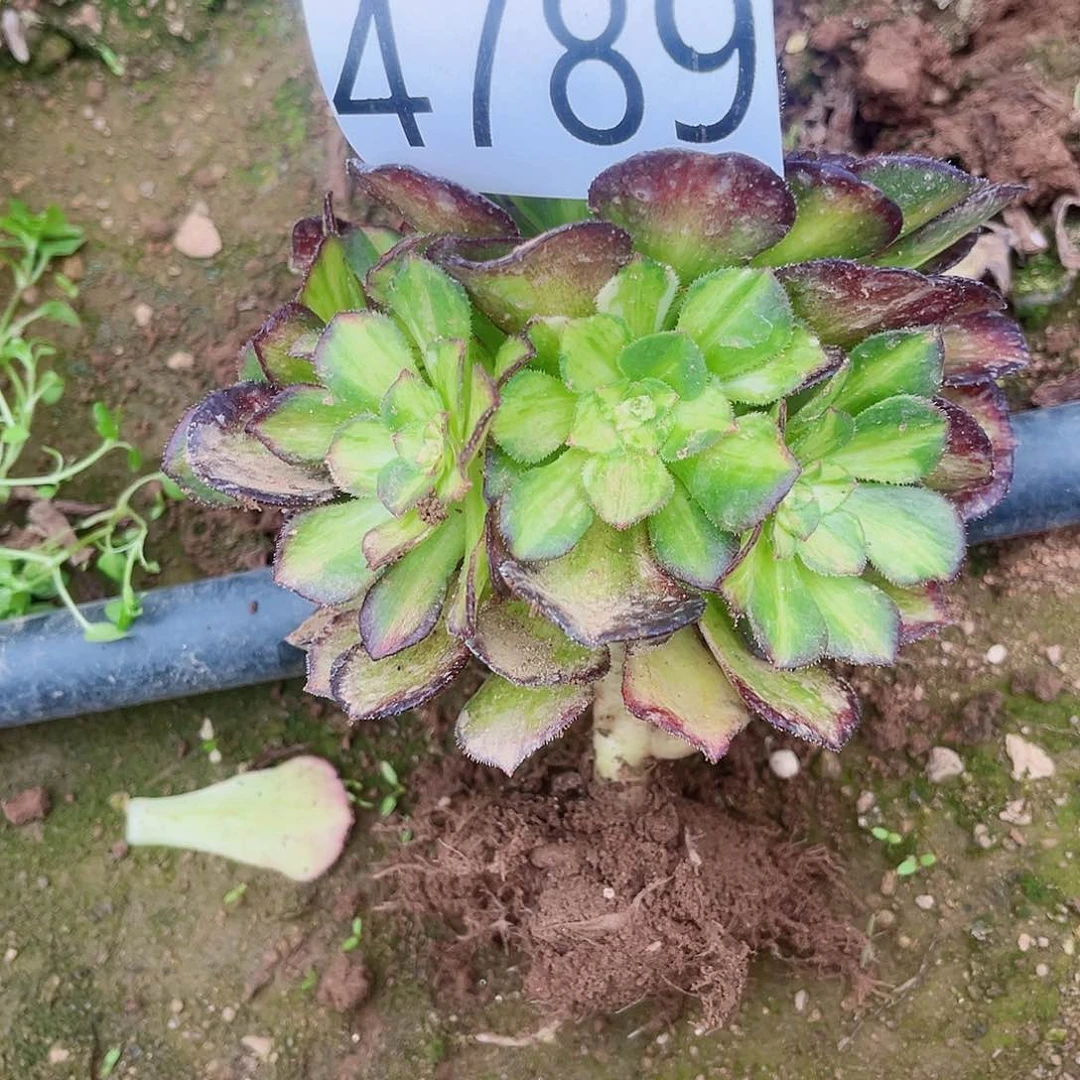 ゞ****生4789海王七彩多肉植物