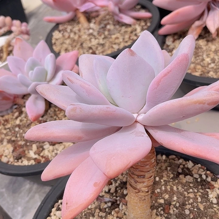 粉兔2715多肉植物