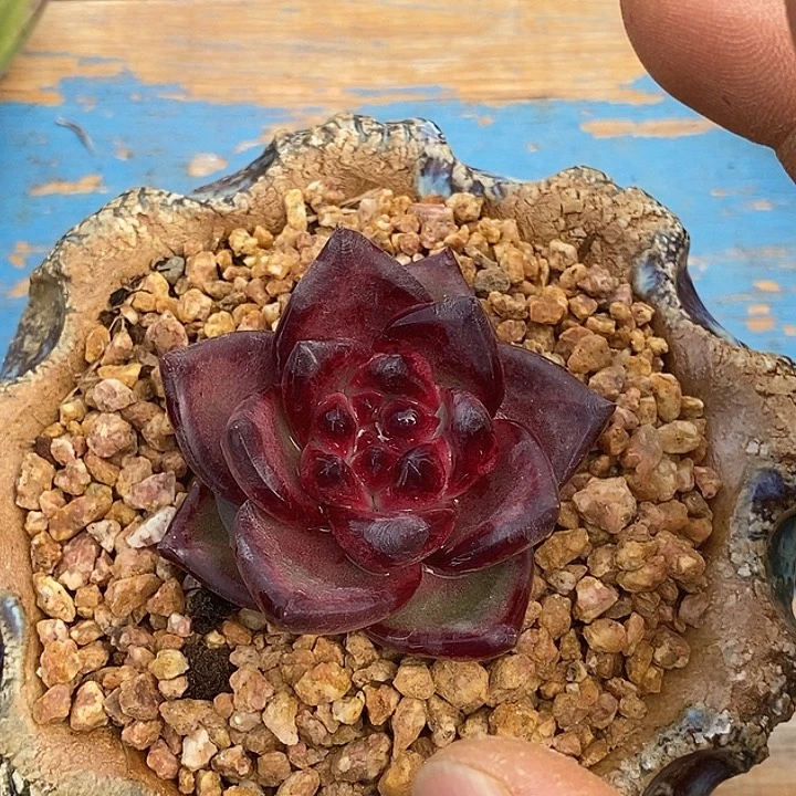 毛***松福利宝石9