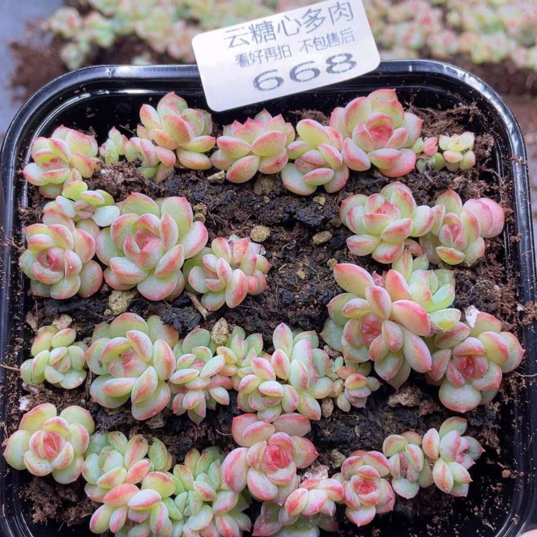 云糖心多肉植物668