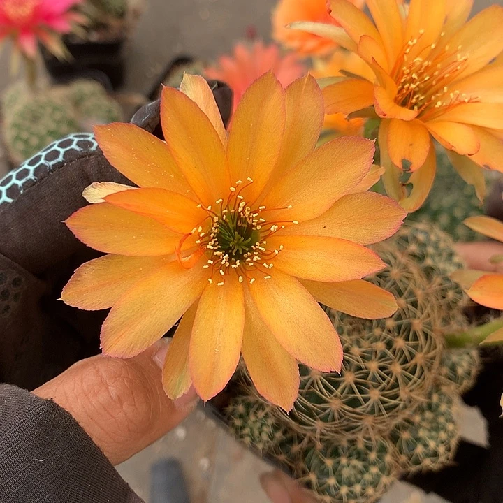 749 实生丽花7厘米盆