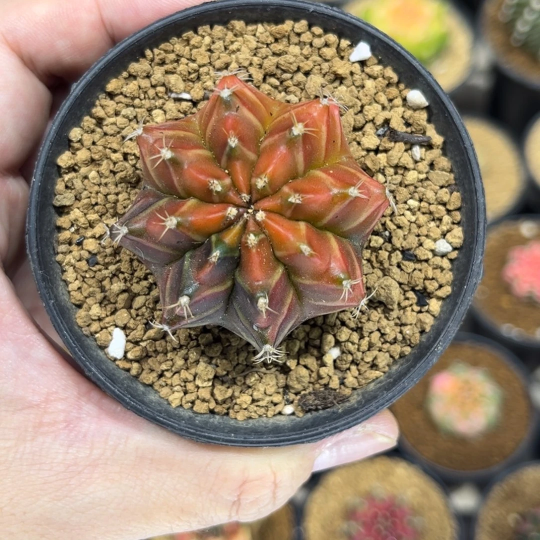 乌贼实生后代————————-