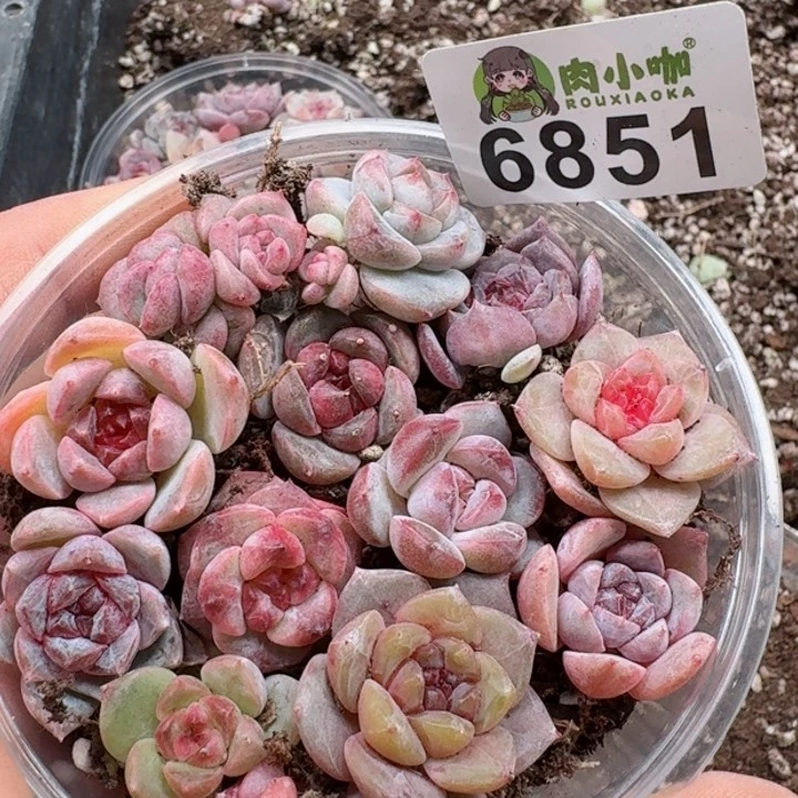 多肉植物多肉植物