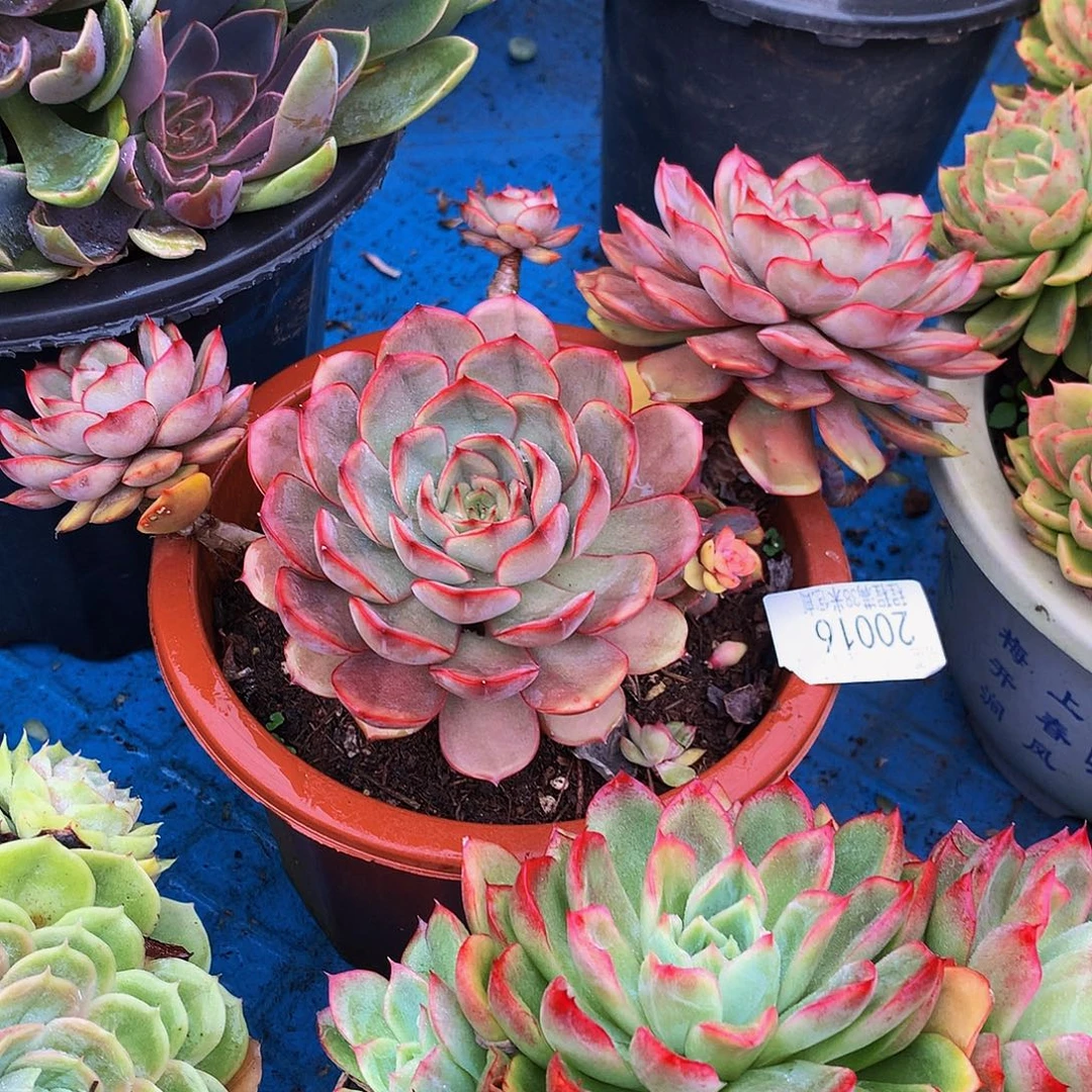 *****红红红茶啊20016多肉多肉