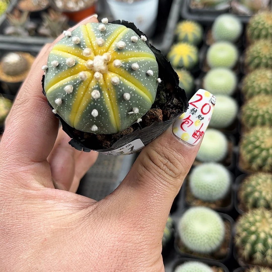 西**贝25031一物一拍单头发货