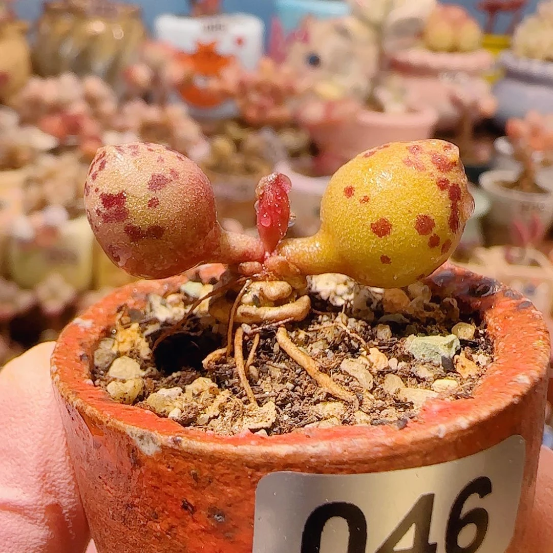 T达摩双色海豹盆口2.5cm