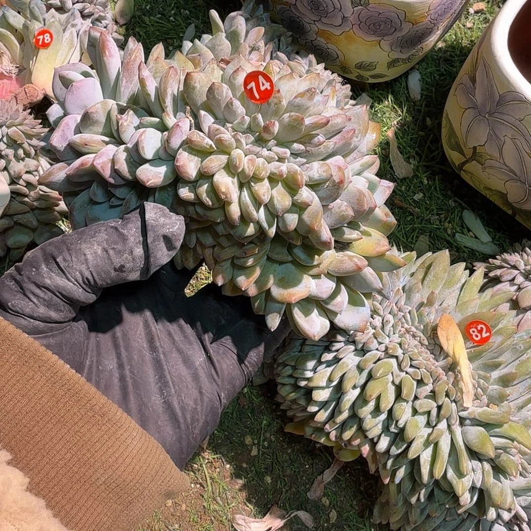 星影缀化龙头龙尾呀呀呀