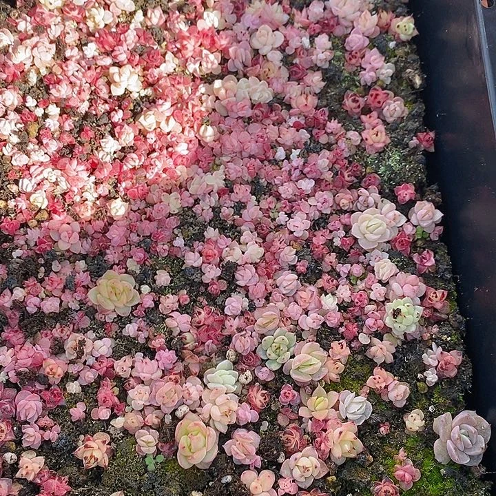 358 多肉植物盆栽花卉植物