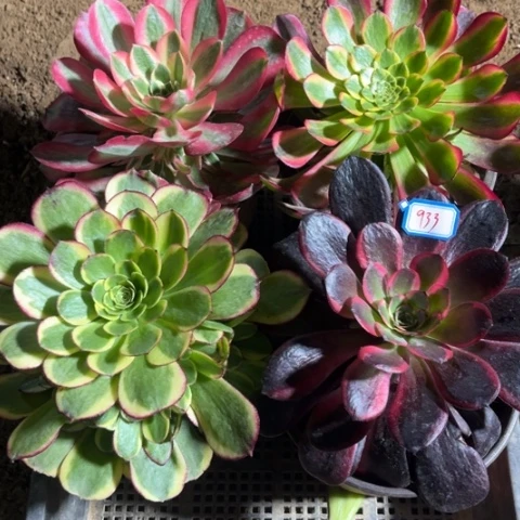 933多肉植物组合