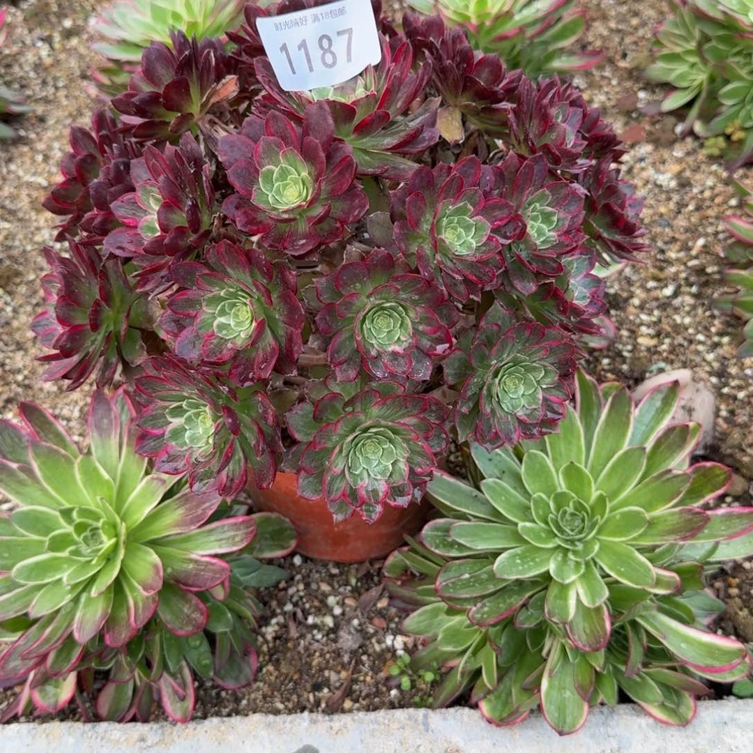 智****柜1187莲花。多肉植物