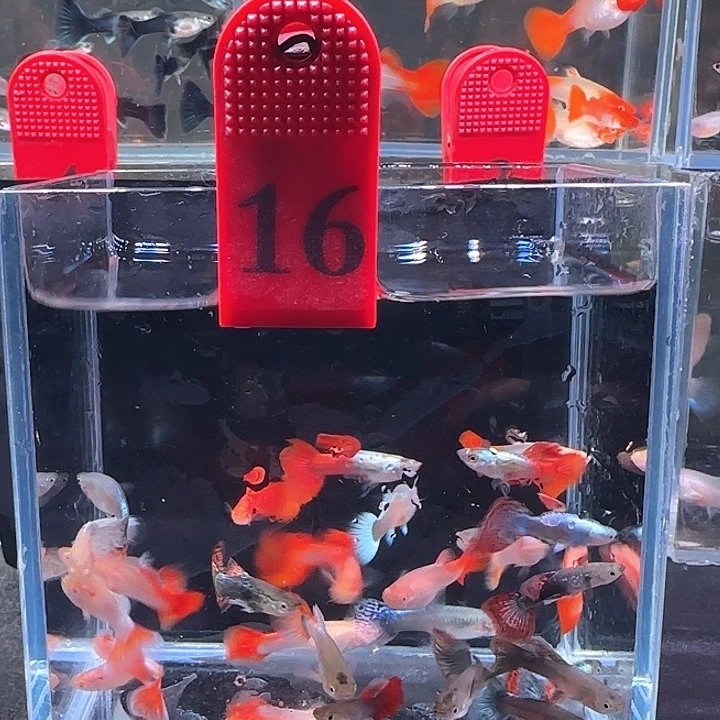 孔雀鱼16号，30条，
