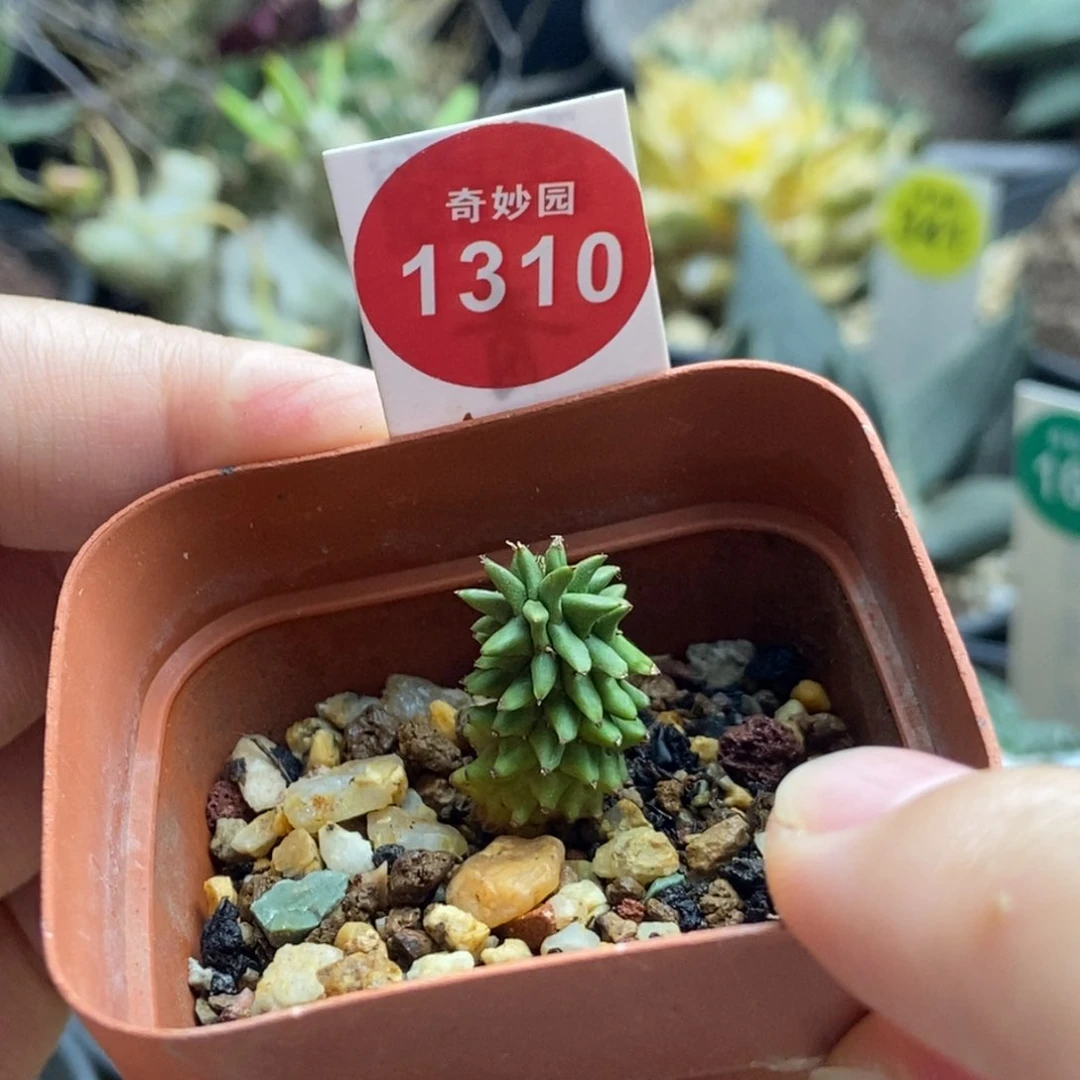 自根海胆大戟66888