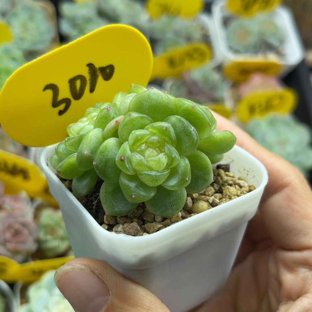 玲珑珍妮3头群3010