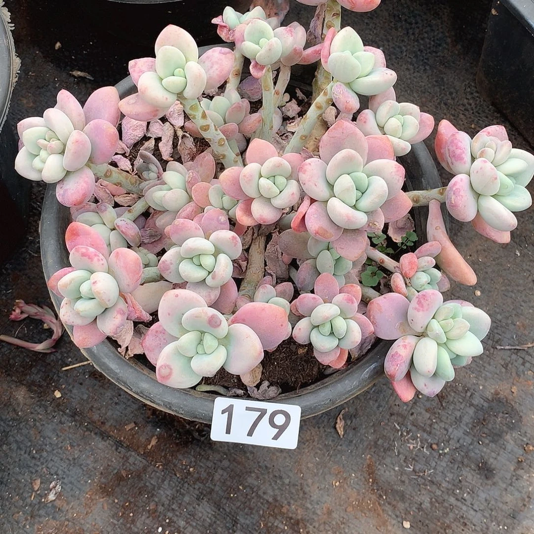 179 一物一拍多肉