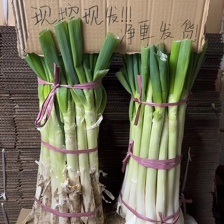 福利山东铁杆大葱带皮半叶5斤中国大陆