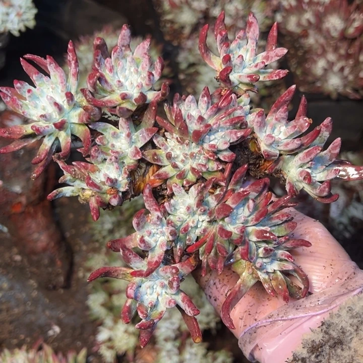 222海瑟白菊哈哈哈哈哈哈