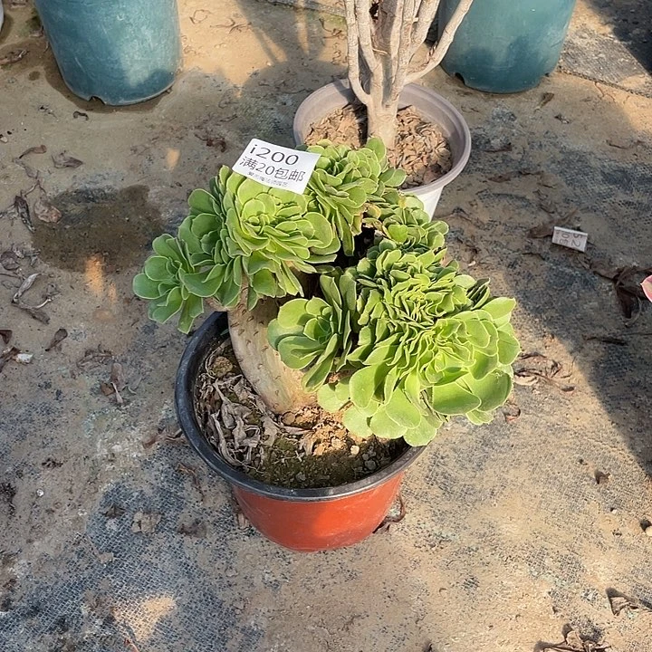 200绿羊绒缀化多肉法师