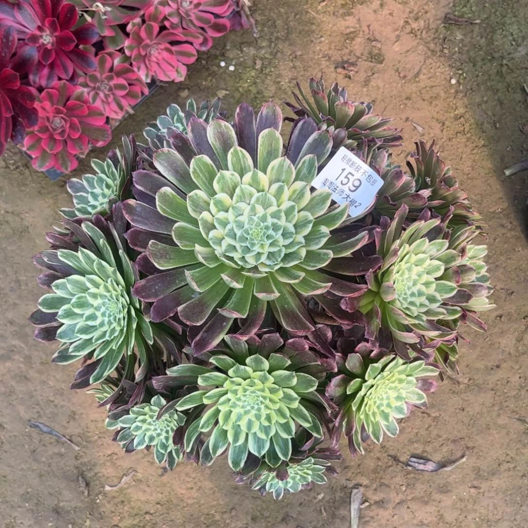 159金丝楠木多肉植物法师