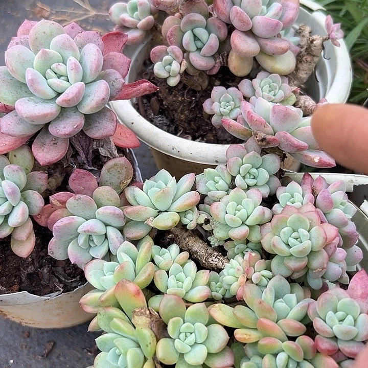 白鹿3盆一物一拍。