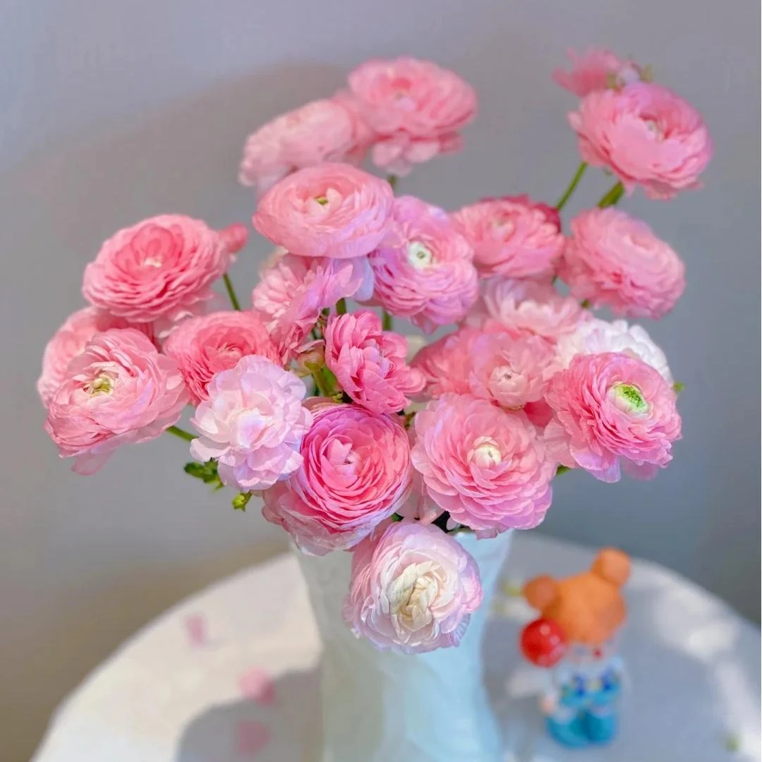 【AB级鲜花洋牡丹】云南昆明斗南鲜花直发满2单顺丰京东包邮