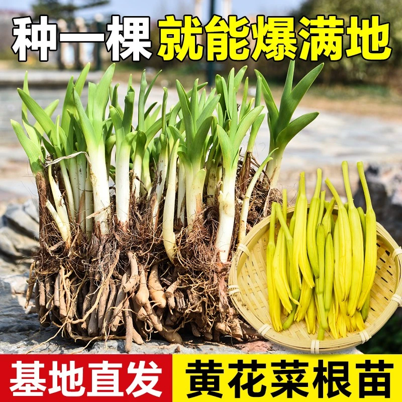 正宗黄花菜根苗可食用金针菜苗多年生盆栽地栽四季种植现挖现发