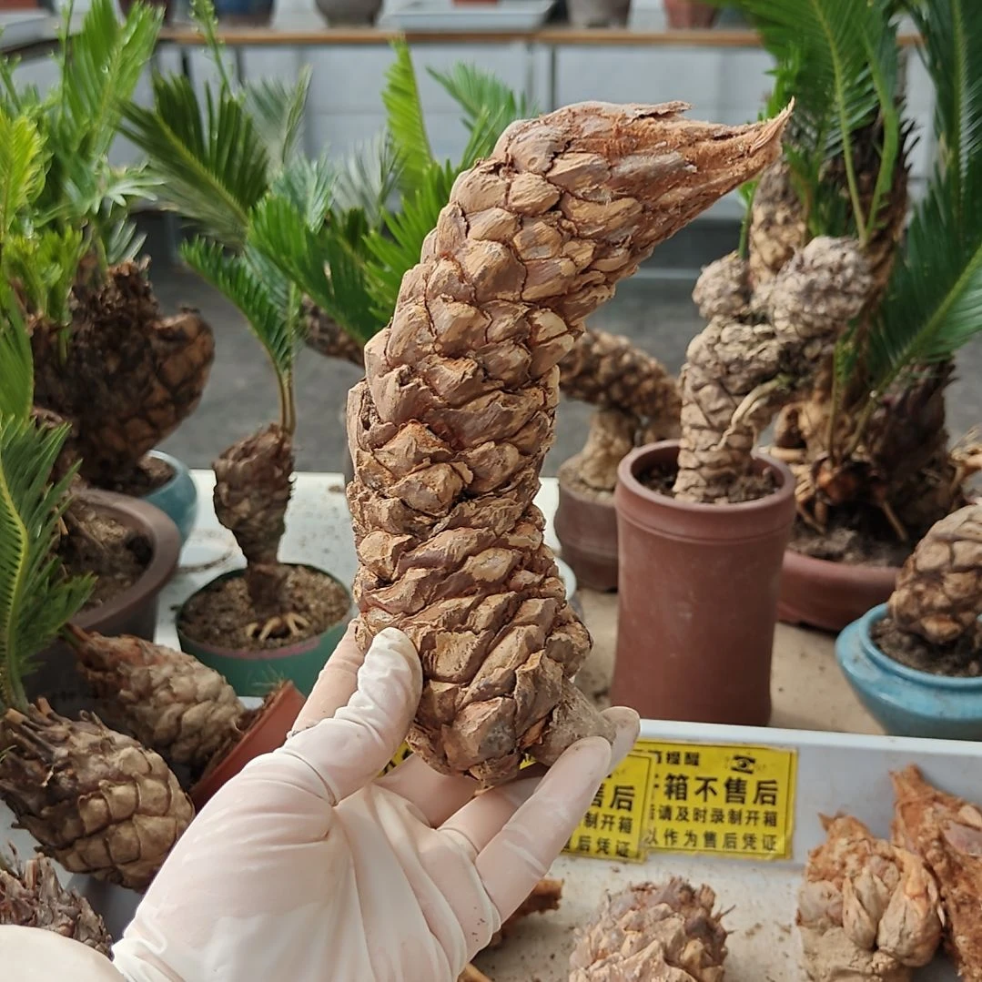 天***镜无花朵白鳞铁盆景基地