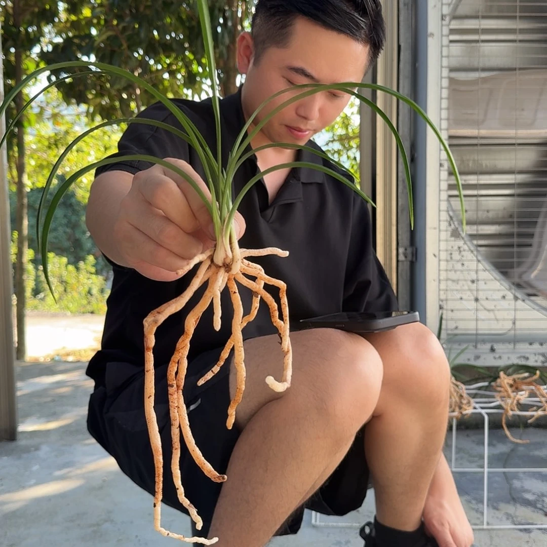 完全开放春兰俞氏素荷子母带芽