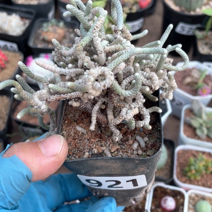 921银蚕老桩多头