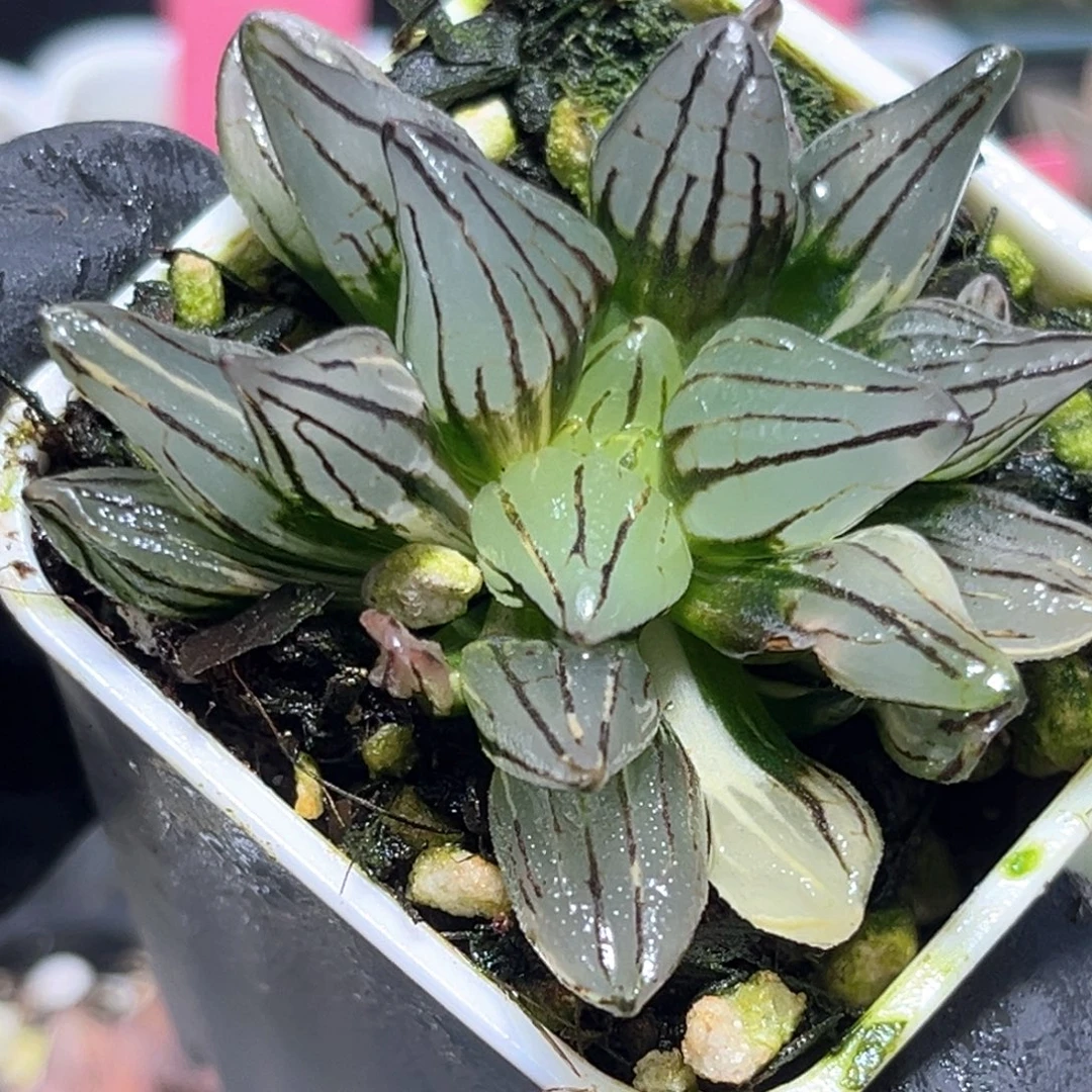 恭喜发财大吉大利3789