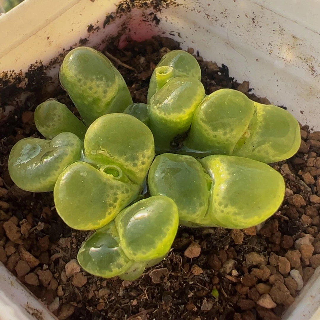 绿极窗7头群带盆多肉